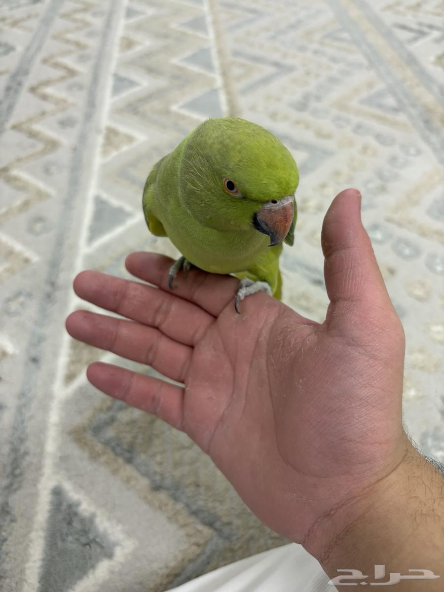 انثى دره العمر سنتين64398479007491112