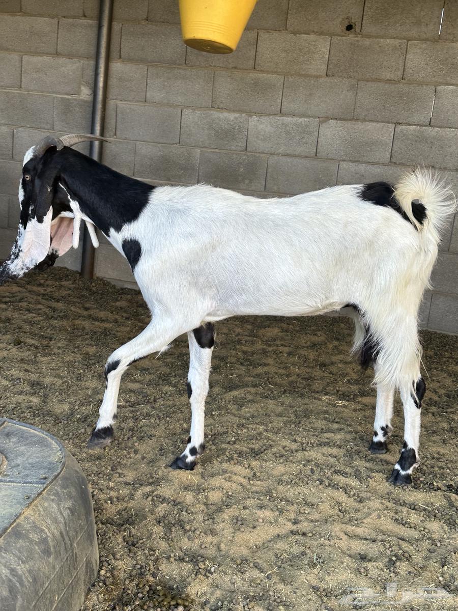 جفره ثنيه64401091640578112