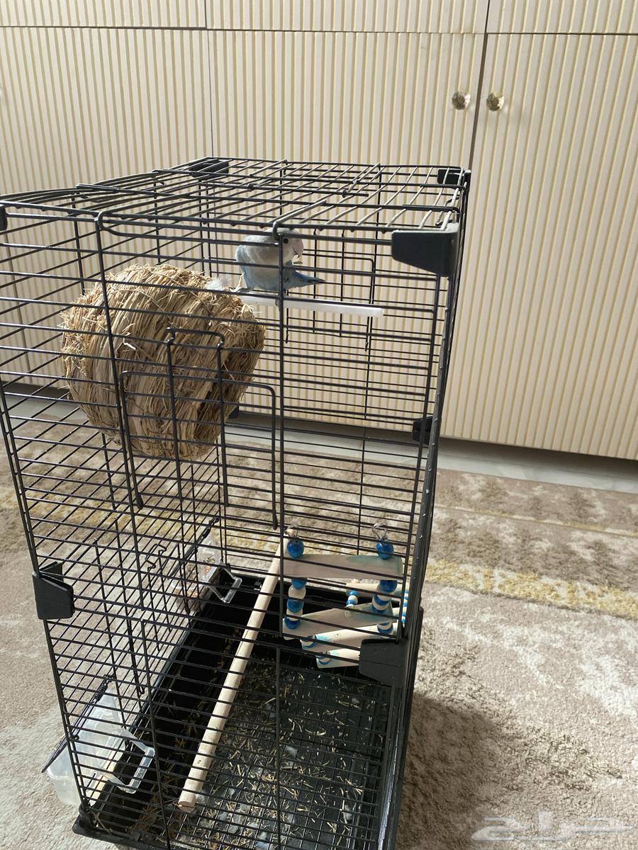 طير روز ذكر الصحه ممتازه العمر ما يقارب من 4شهور الى 6شهور64395379350401111