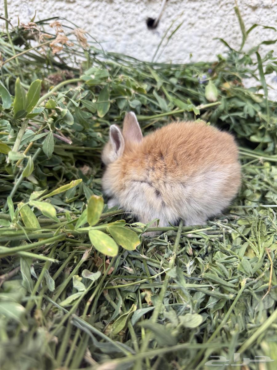 Netherland Dwarf Rabbits64392608189187113
