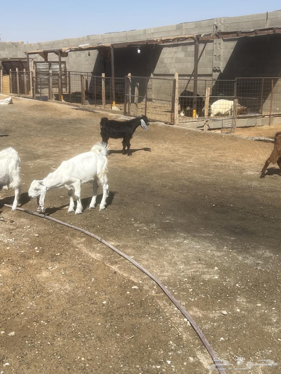 Tios64400342183171111