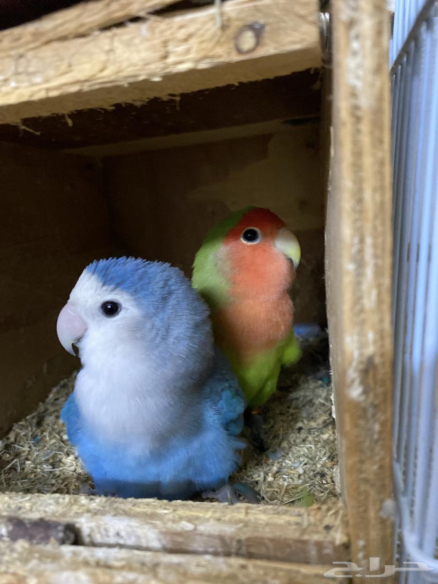 I present to you a rose pair, a talking and dancing condition product64401285923201112