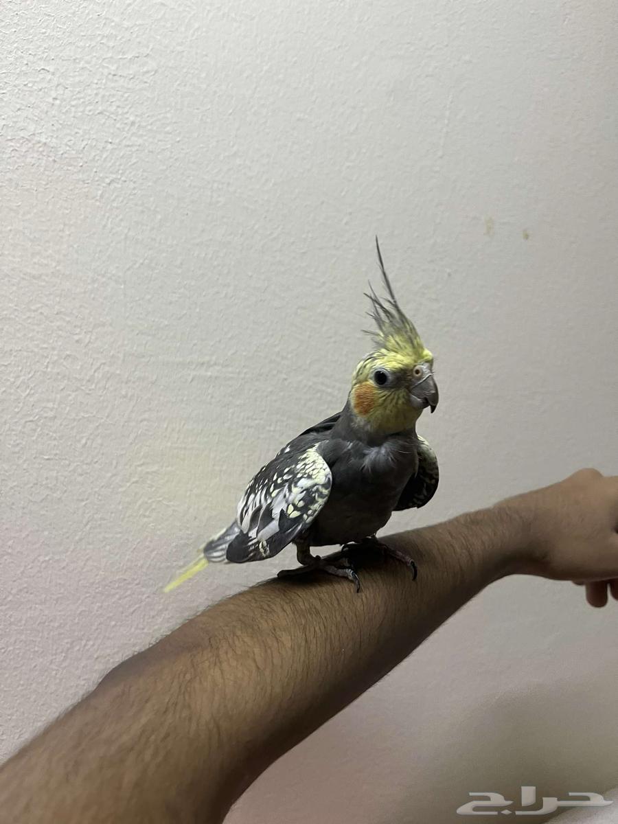 للبيع ذكر كروان اليف و مغرد ب اقل سعر64392950738689111