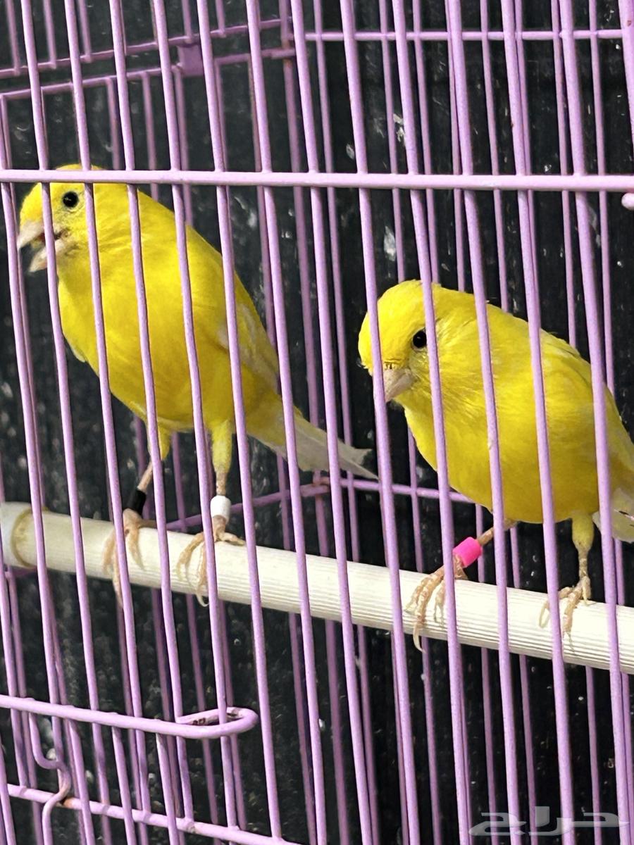 كناري اصفر ليموني64399508032643110