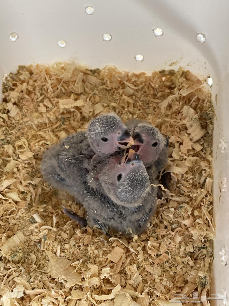 فروخ روز فايلوت64398506835075110