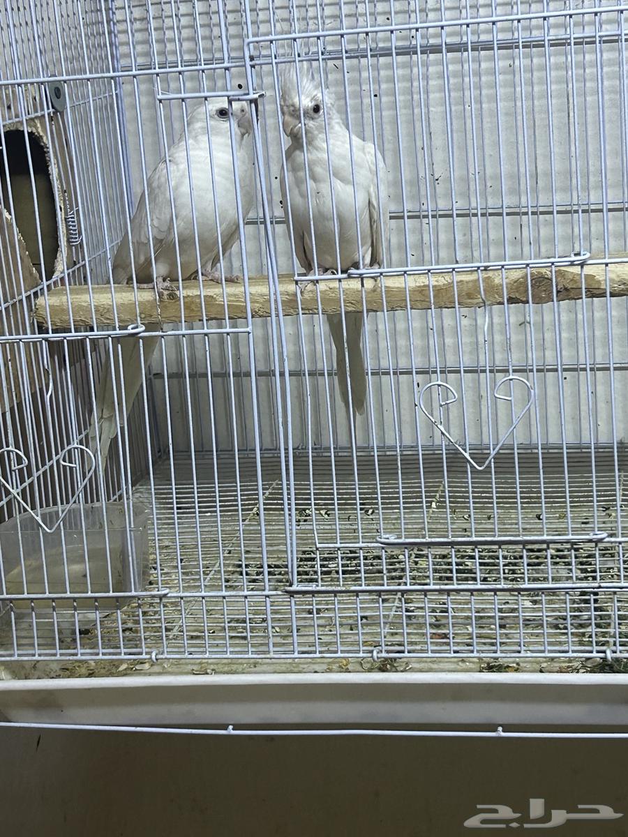 طيور كروان البينو عيون حمر زوج64393749877891110