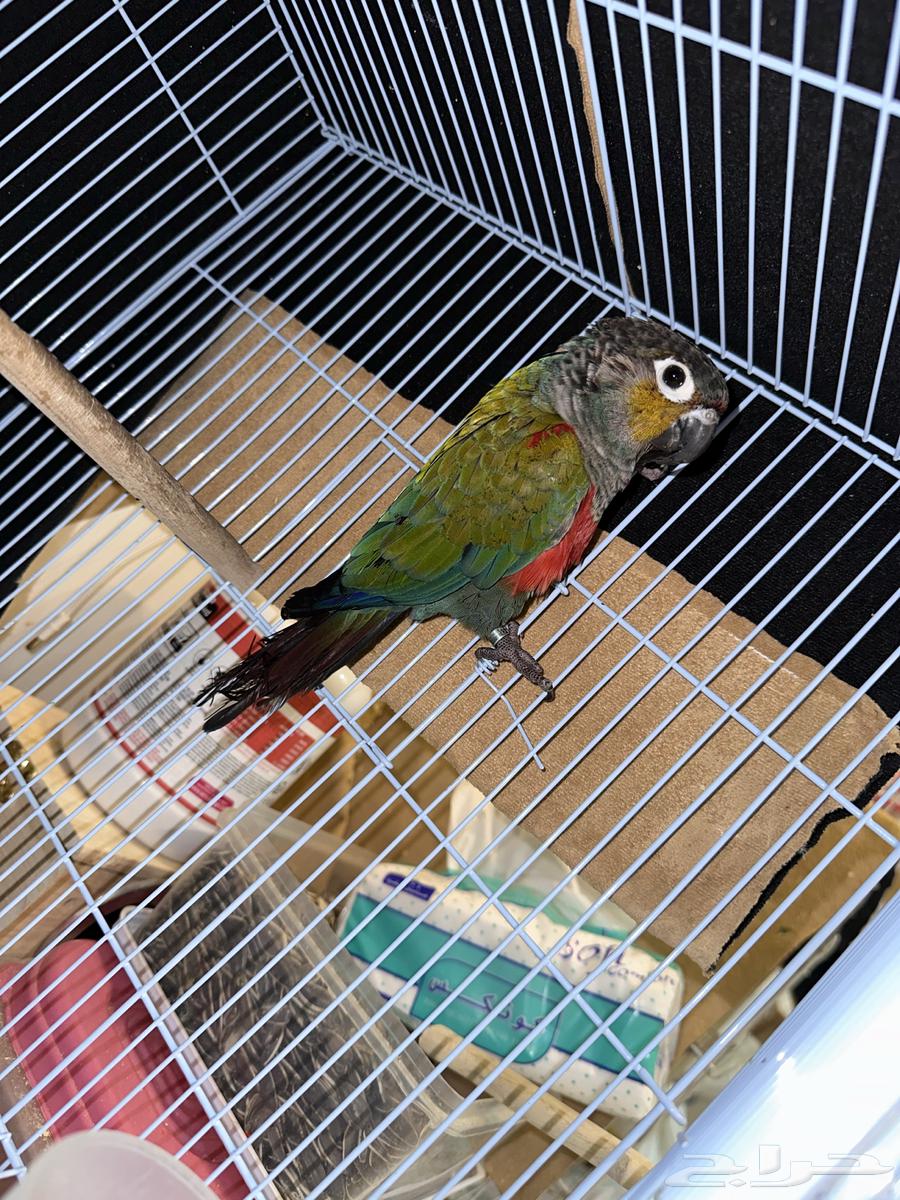 كنيور كريمسون انتاج متكلم64395255007235111