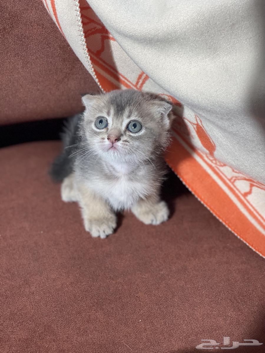 Imported kittens from locals for sale, small cats, Kitten cats for sale64405320802178113