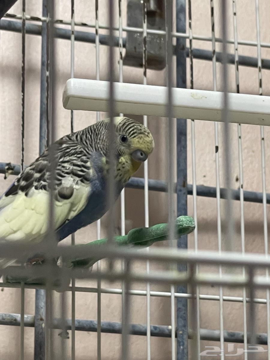 طائر البادجي64395476263683111