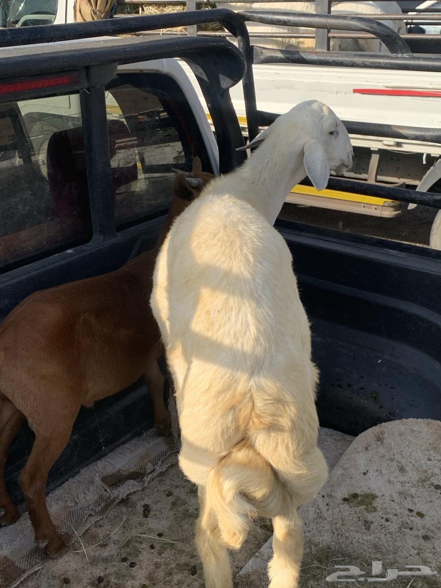 خروف جذع64400384195203110