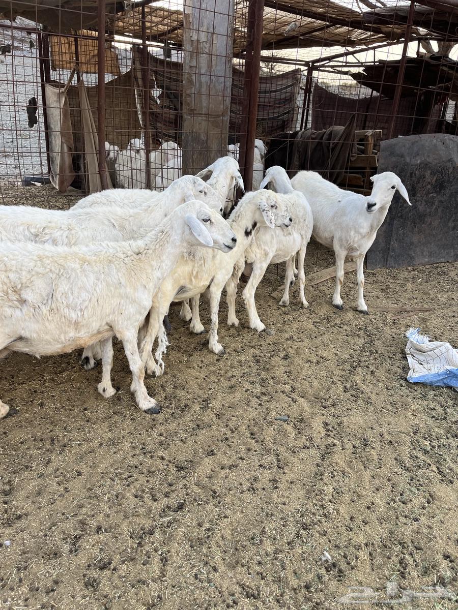 للبيع ضان امراح واحد64392758988802112