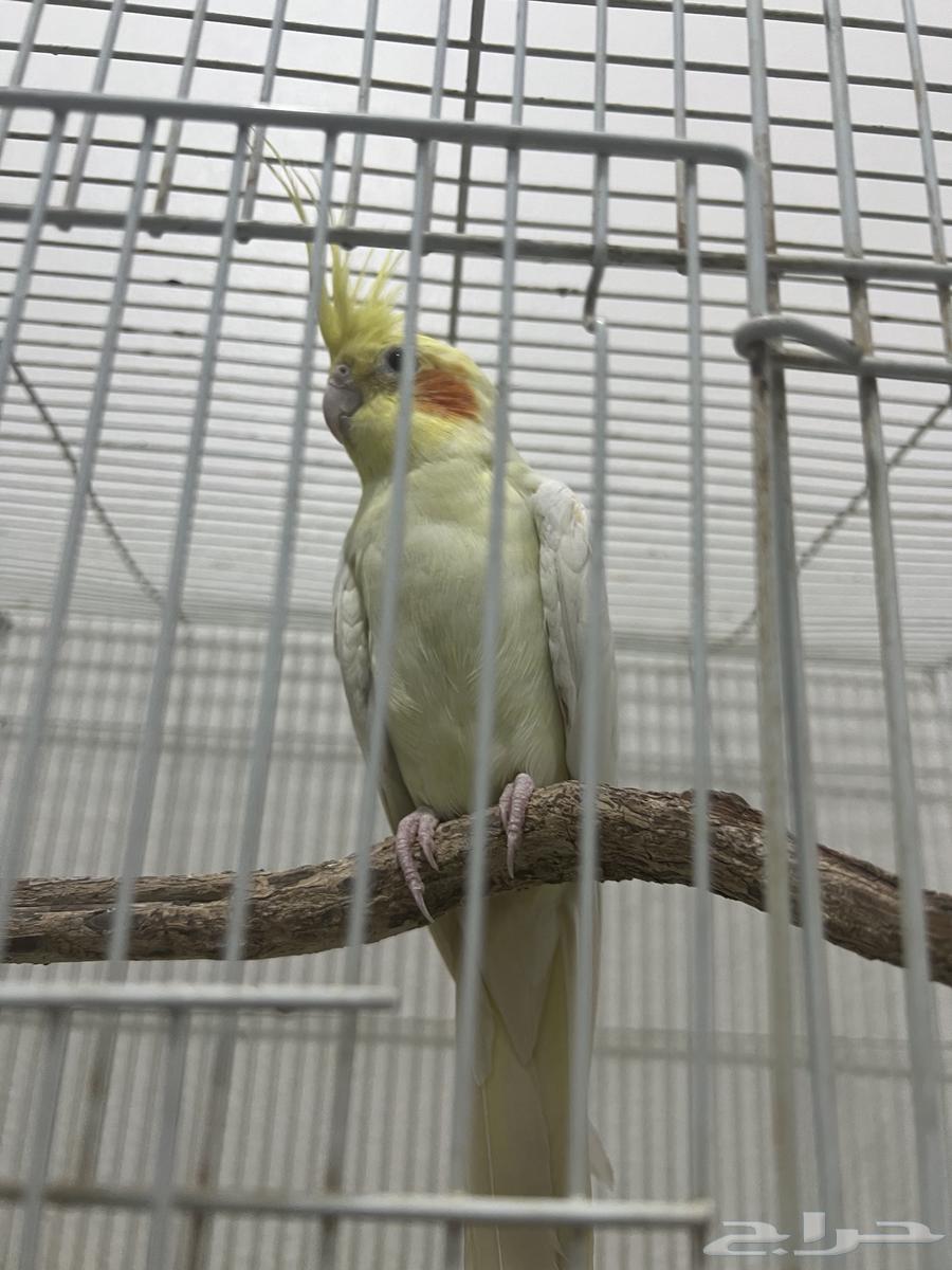 زوج كوكتيل لاتينو منتج. شرط64393514069889112