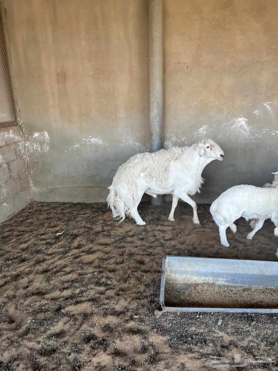 فحل حري للبيع64401285996418110