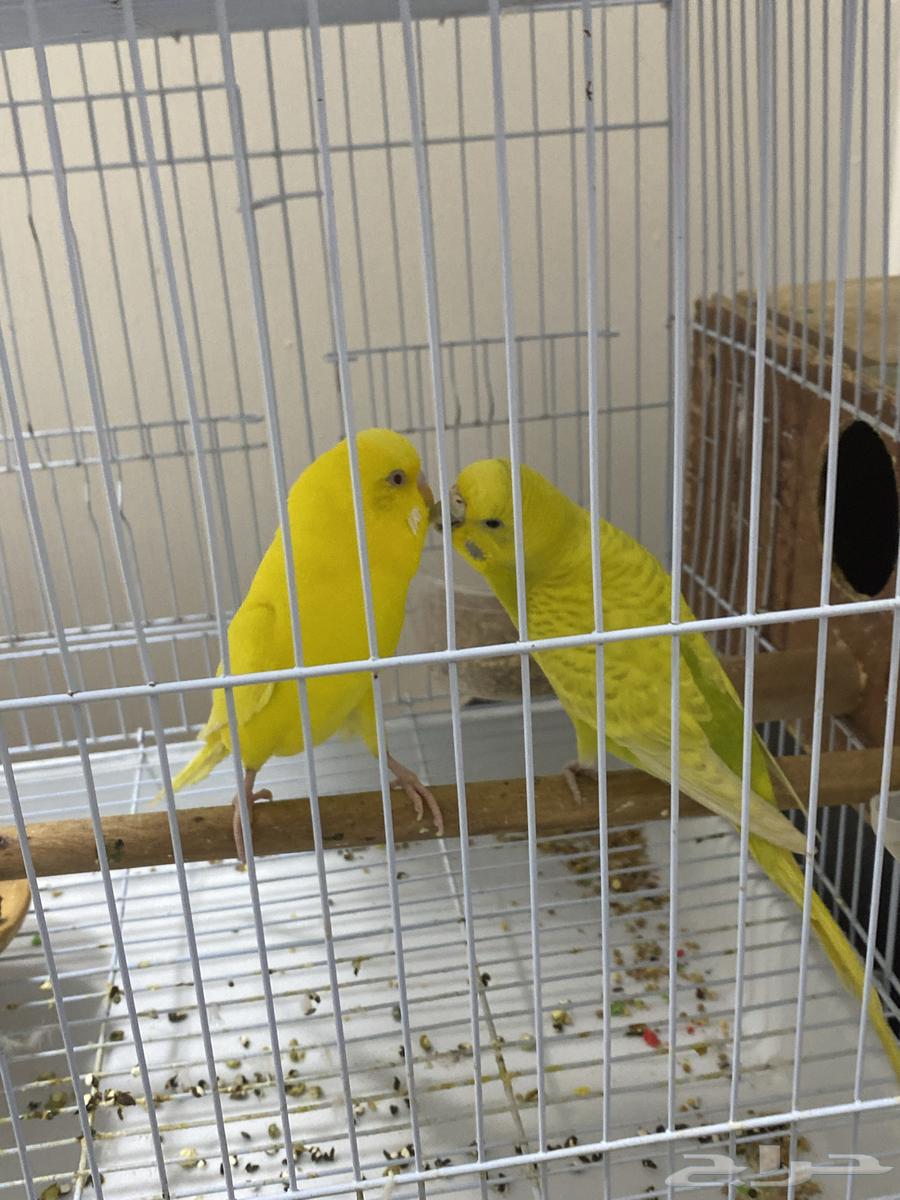 زوج بادجي هولندي منتج64399272038914111