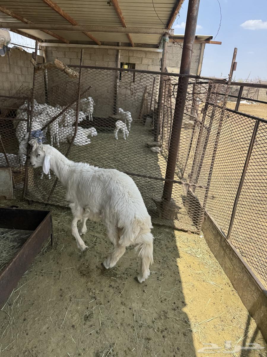 طلي صنف64397852911491110