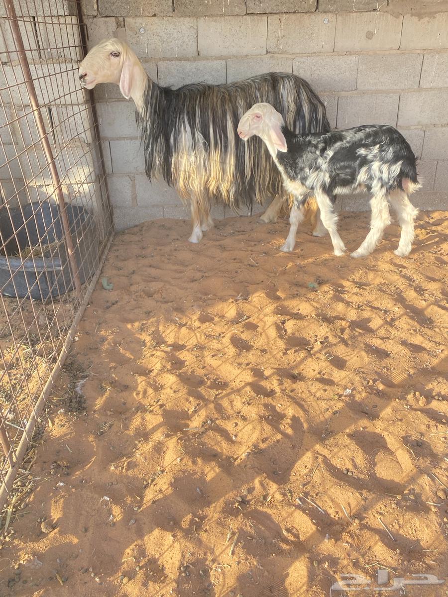 للبيع نجديه والد صنف64395324034563111