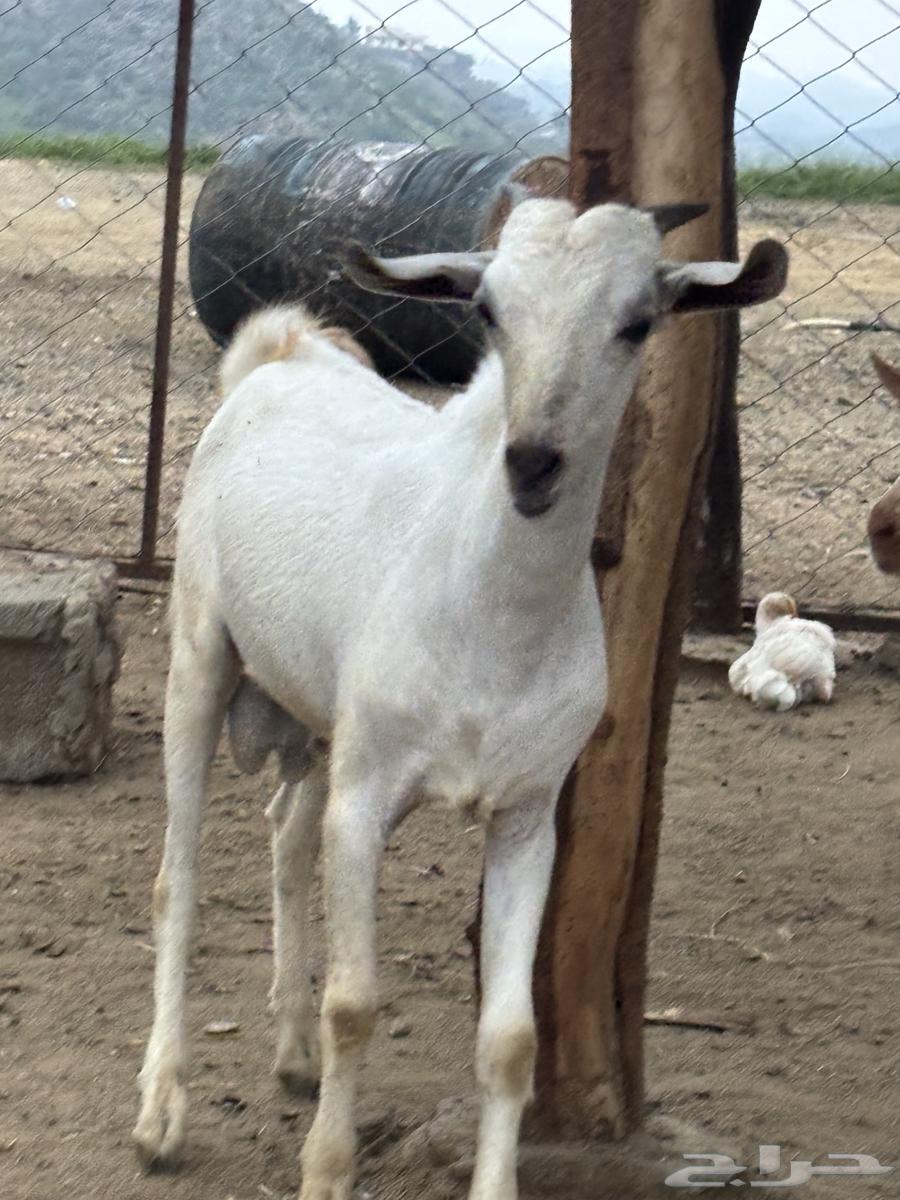 تيس بلدي64399202552194112