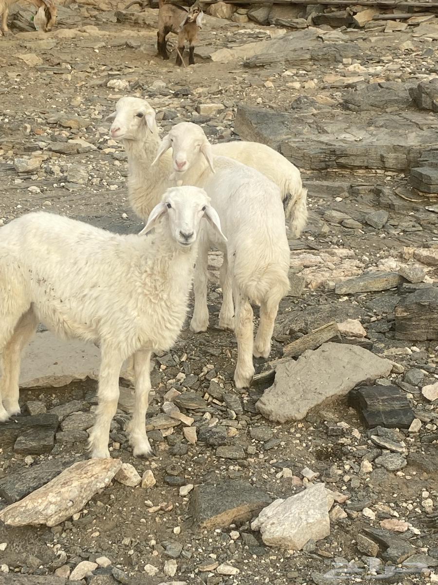 بهم نضيف64400300834305113