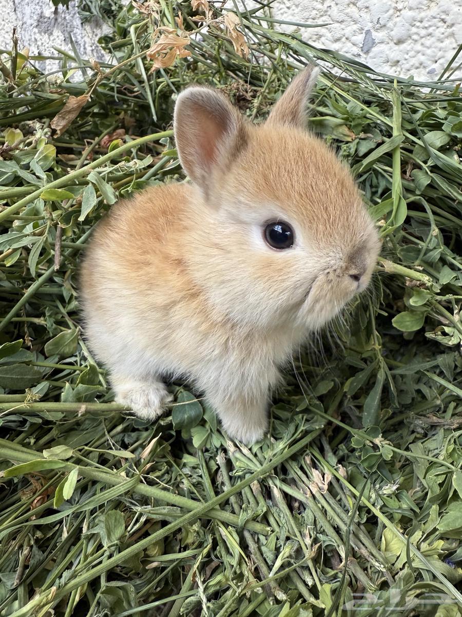 Netherland Dwarf Rabbits64392608189187110