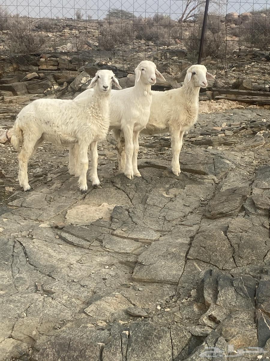 بهم نضيف64400300834305111