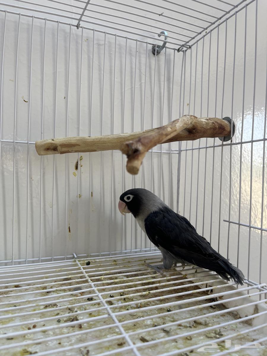 طير فنش للبيع64397728084993112