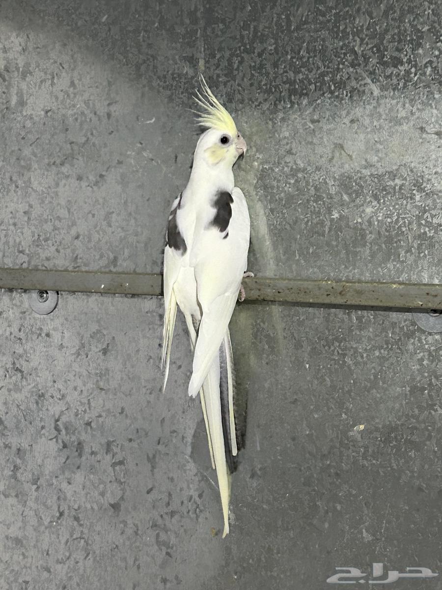 انثى كوكتيل هافي بايد كريمي فيس محلله64400425570691111