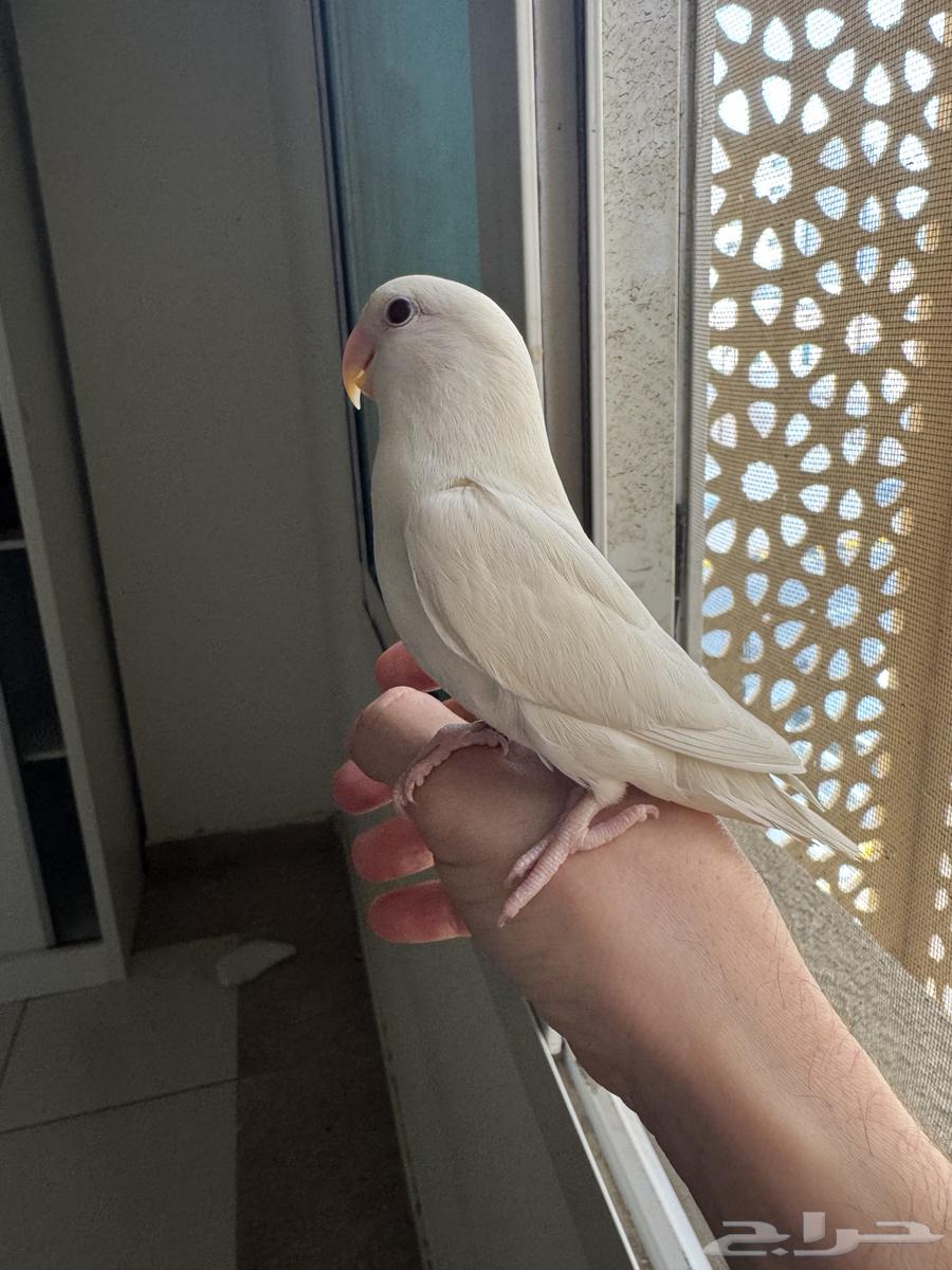 روز ألبينو أليف64400148037890111