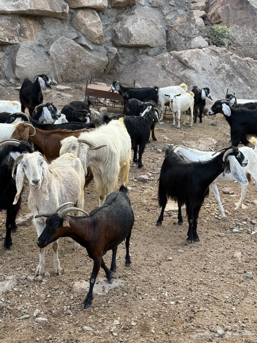 معزا بيضاء وعوارض مع جفرات كبار للبيع64400980686466110