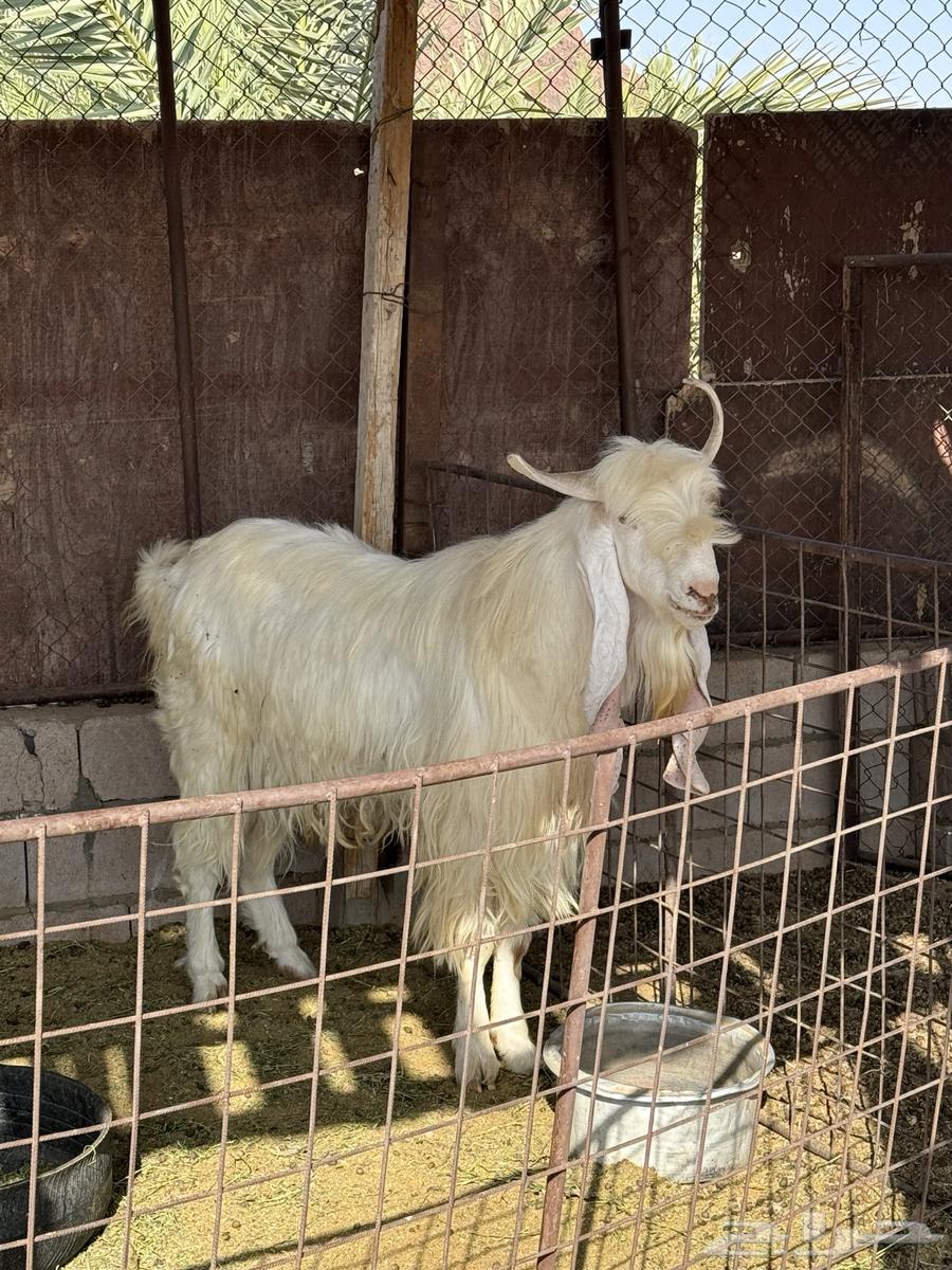 تيس مطور صنف للبيع64395826178050112