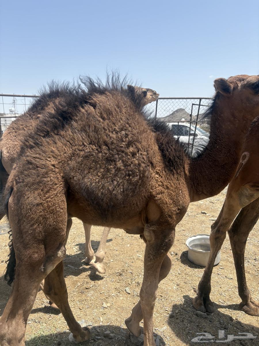 للبيع قعدان264397575716226113