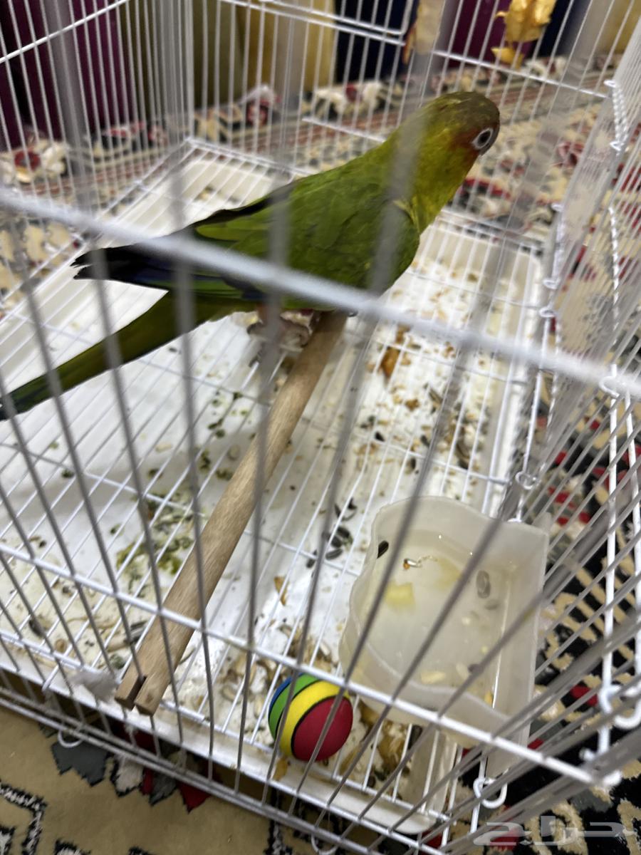 بغبغاء64392662400130113