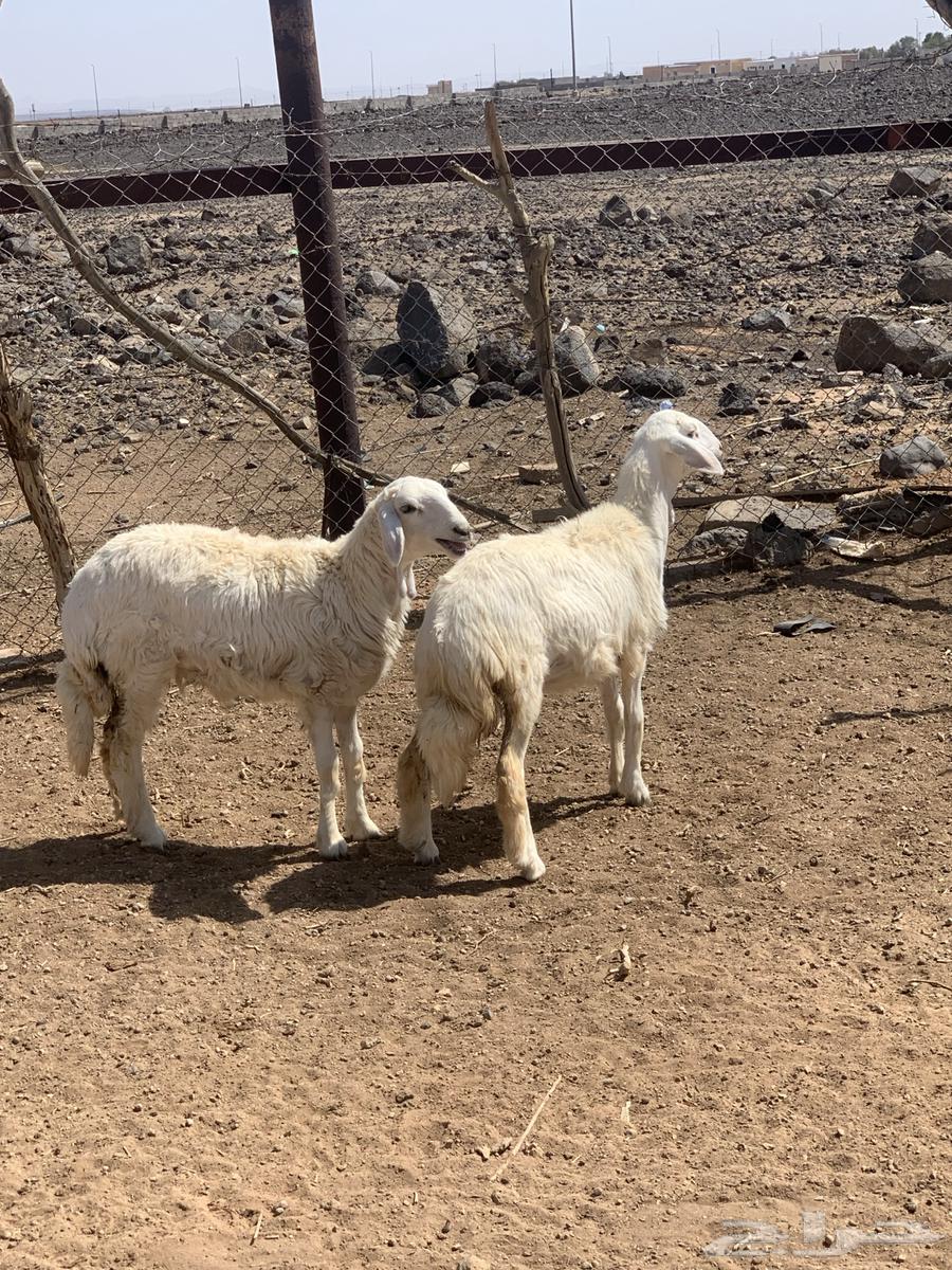 رخال للبيع64385160951298111