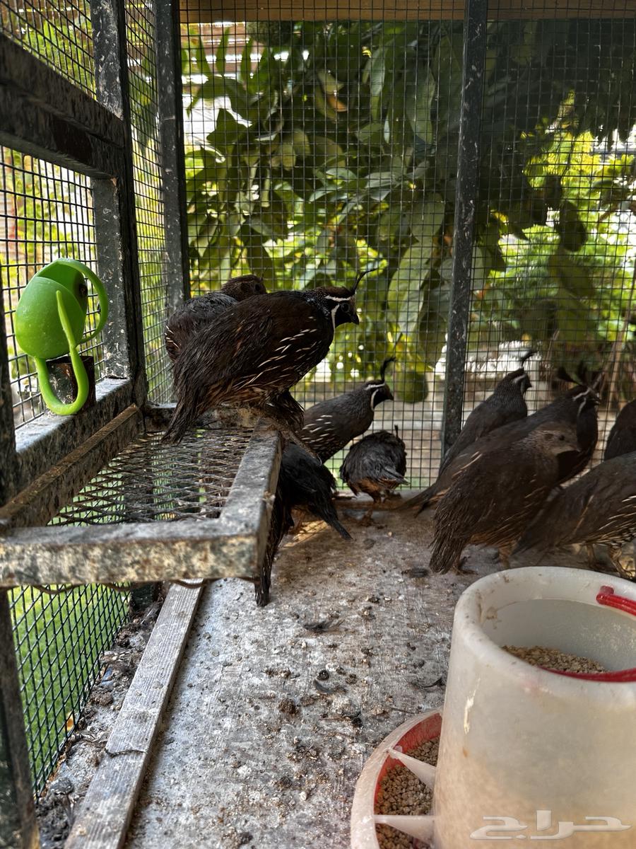 سمان كالفورني64396061029121110