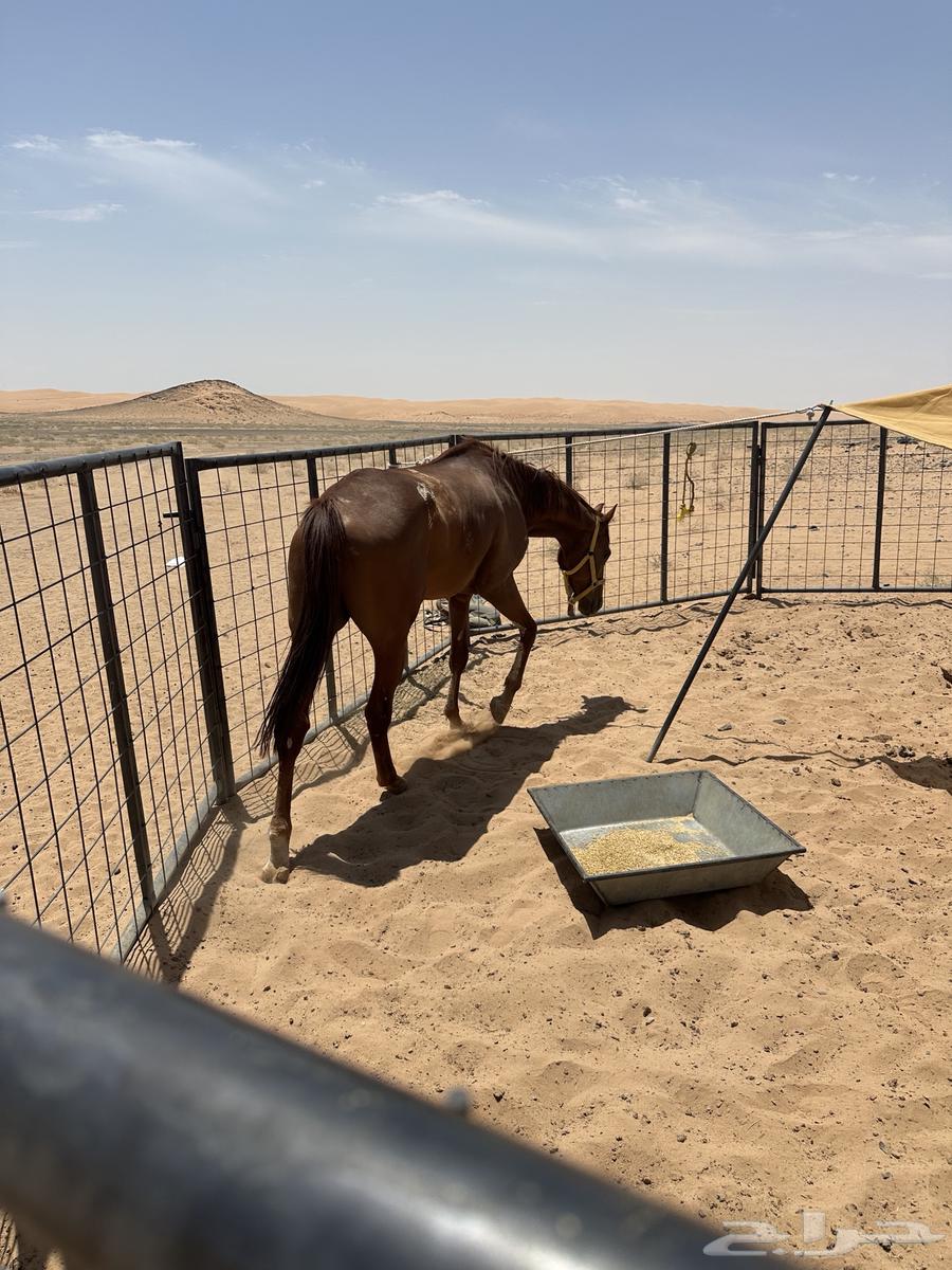 حصان للبيع سليم64397838851331111