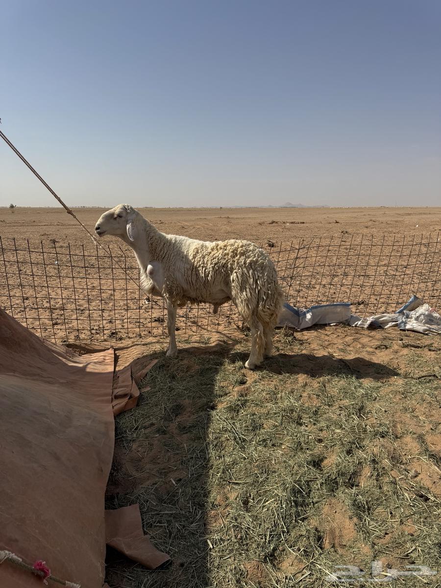 للبيع فحل صنف64397102264451110