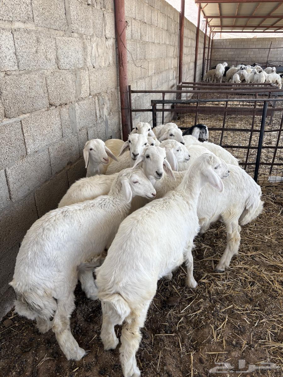 حريات للبيع64399926353153110