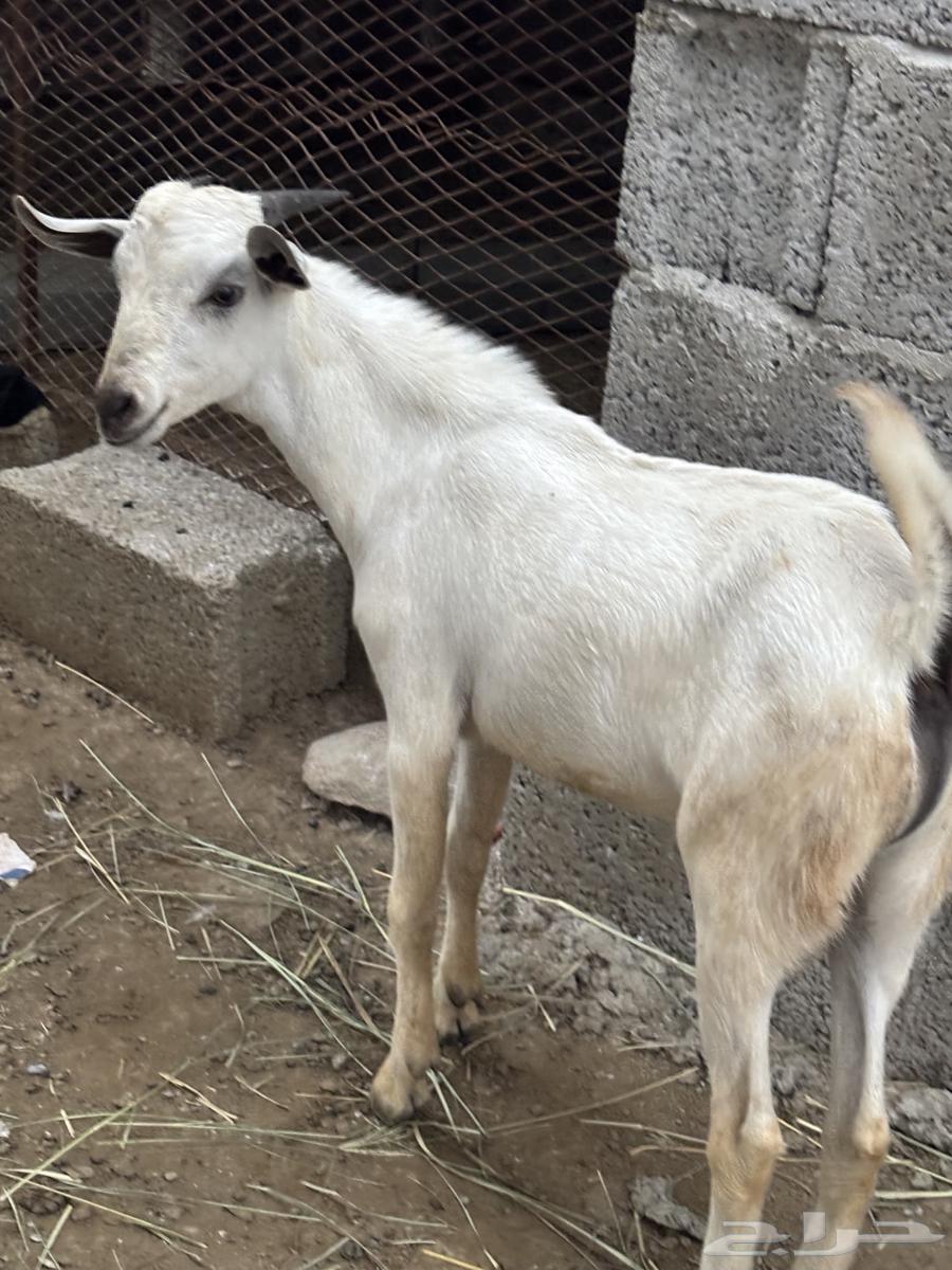 تيس بلدي64399202552194110