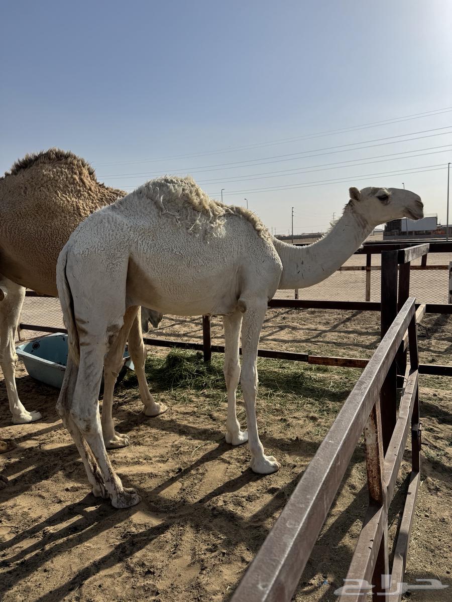 للبيع قعود طيب وبري64395895440513114