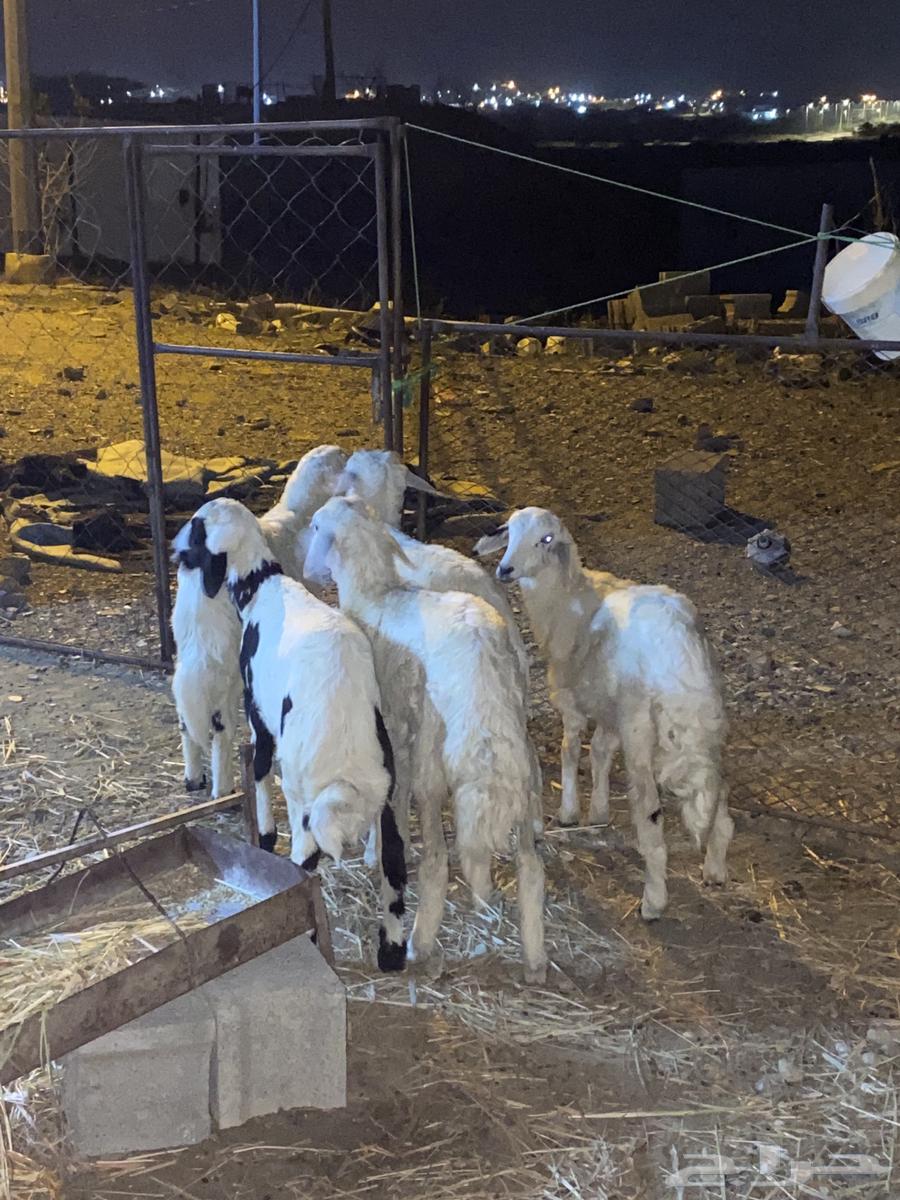 Number 5 goats64393459007235114
