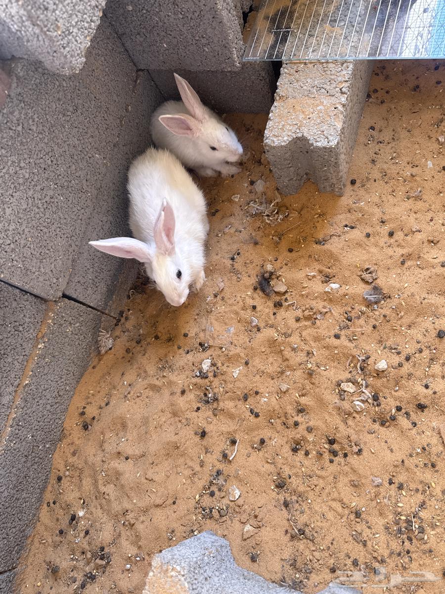 10 أرانب مع اثنين سمان هدية الصحة ممتازة جدا السعر 320 ريا64398256681859110