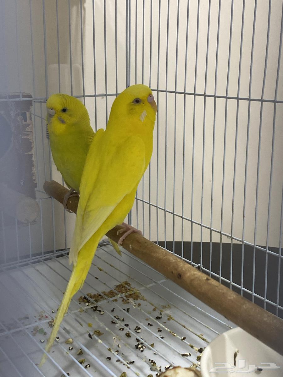 زوج بادجي هولندي منتج64399272038914110