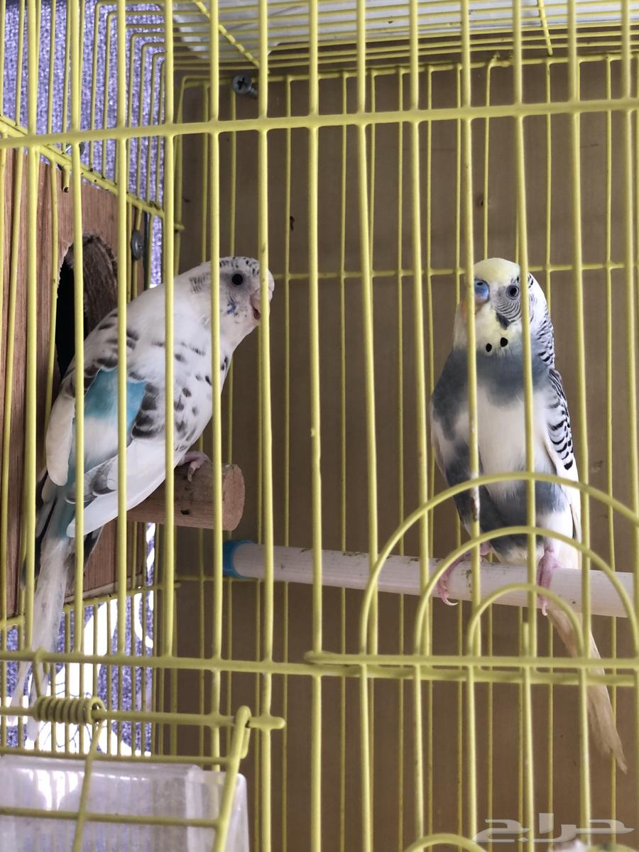 طيور بادجي ازواج64394220530305112