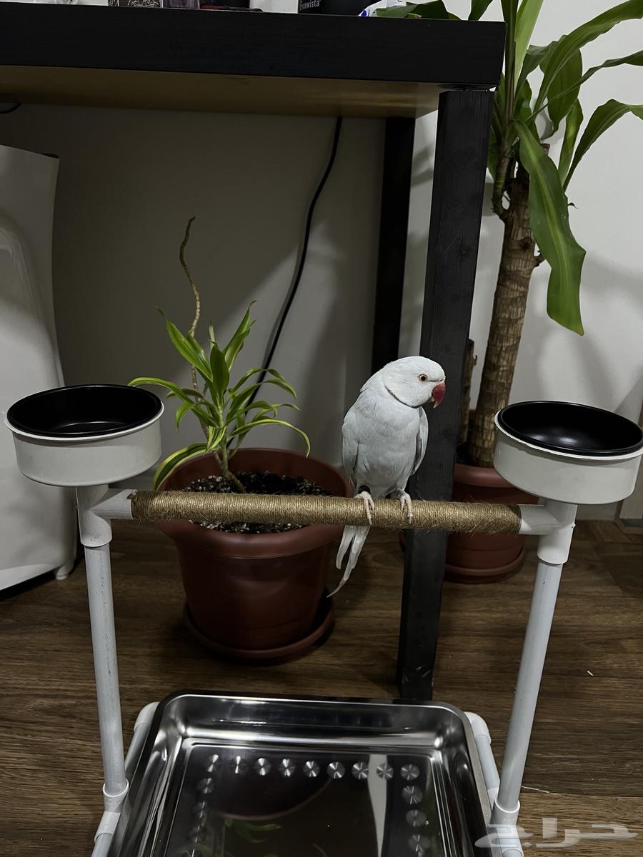 استاند جميع الطيور64392676460290111