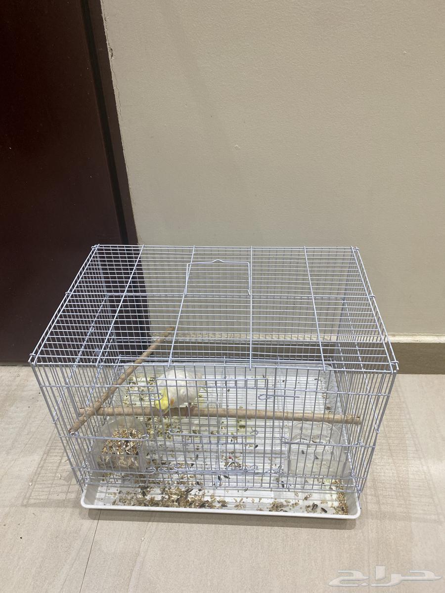 كروان هدد كوكتيل فرخ64397825108739113