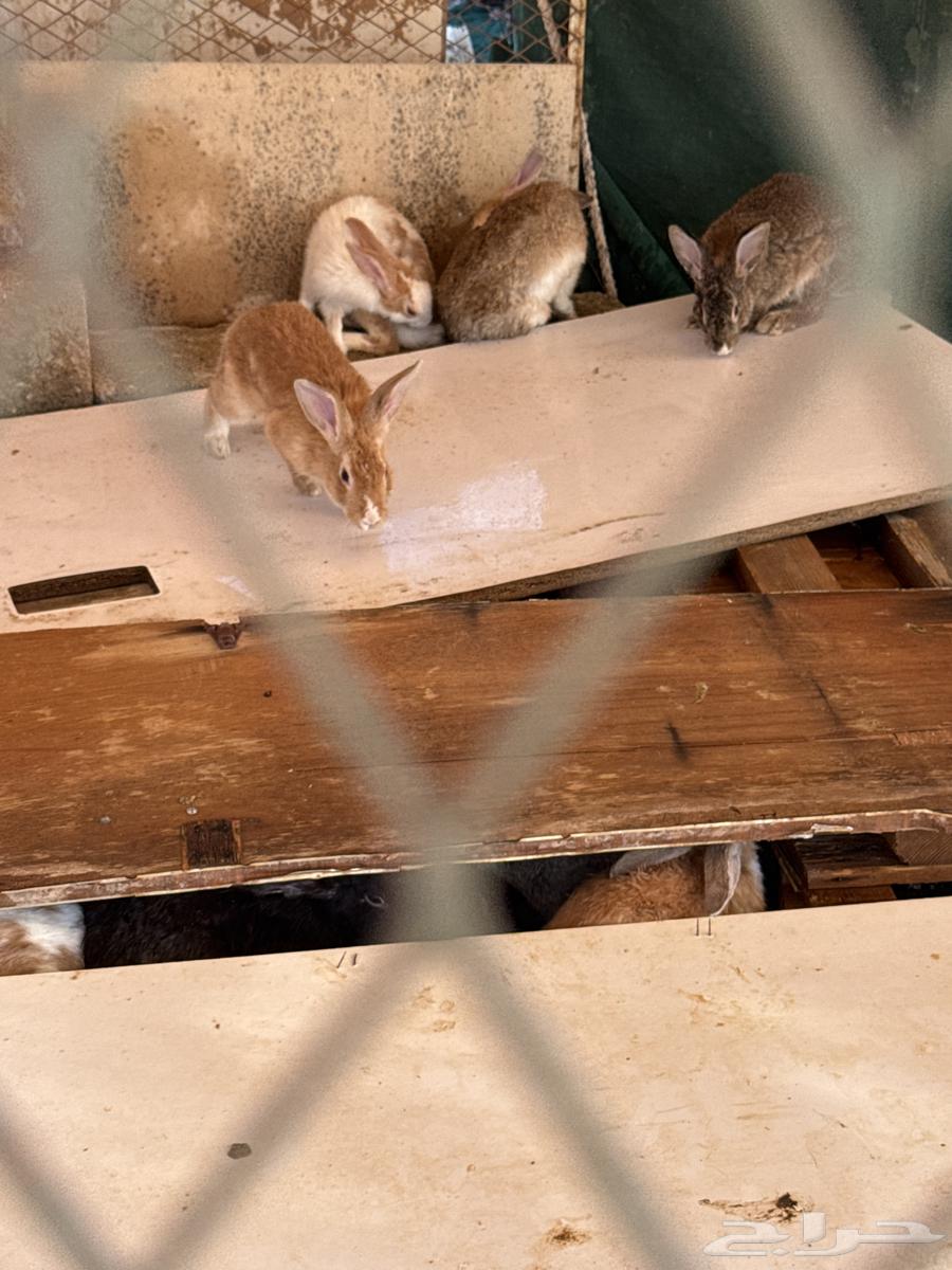 ارانب للبيع64395199645953112