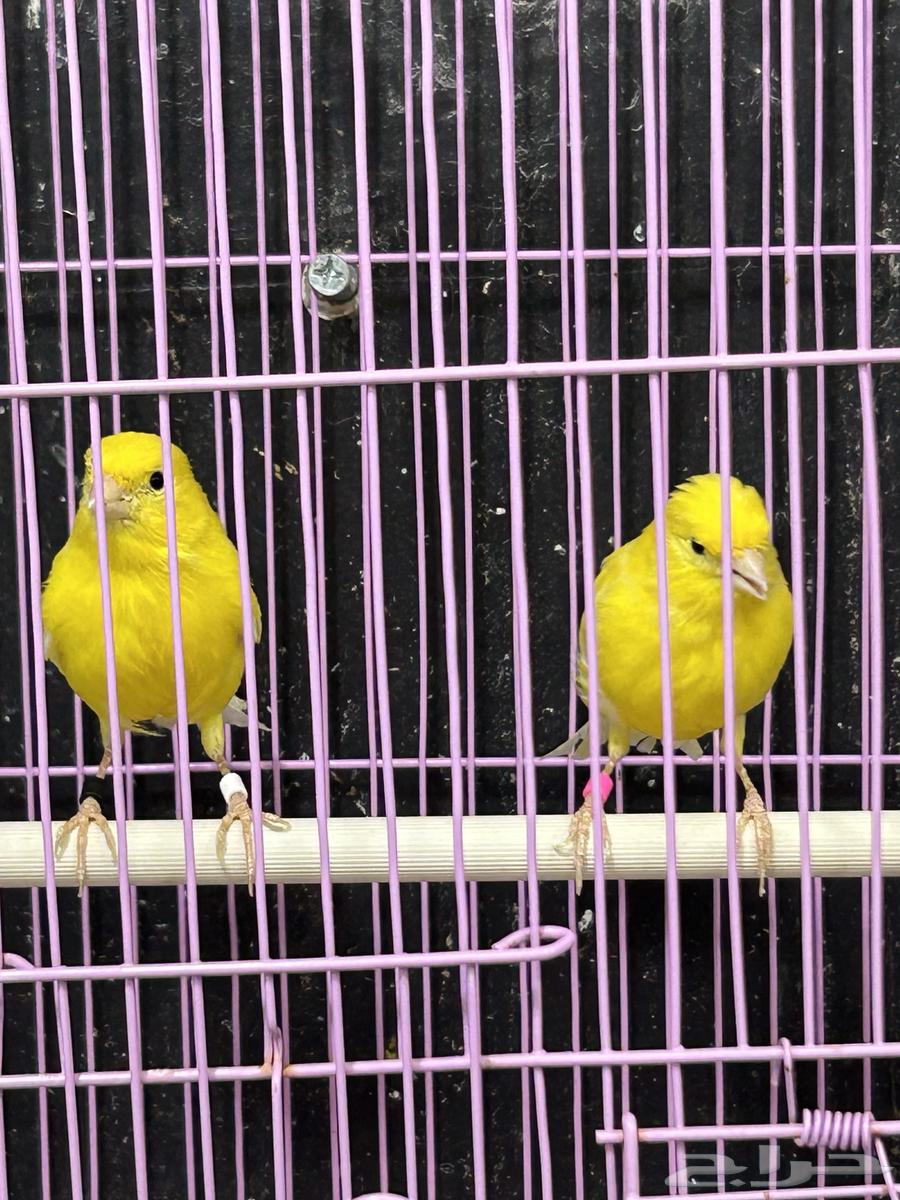 كناري اصفر ليموني64399508032643112