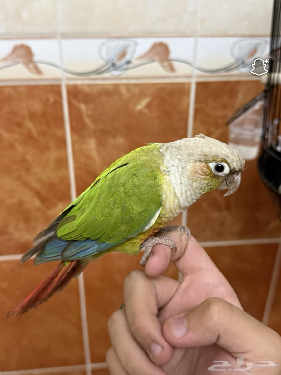 طائر كنيور64393527889411113