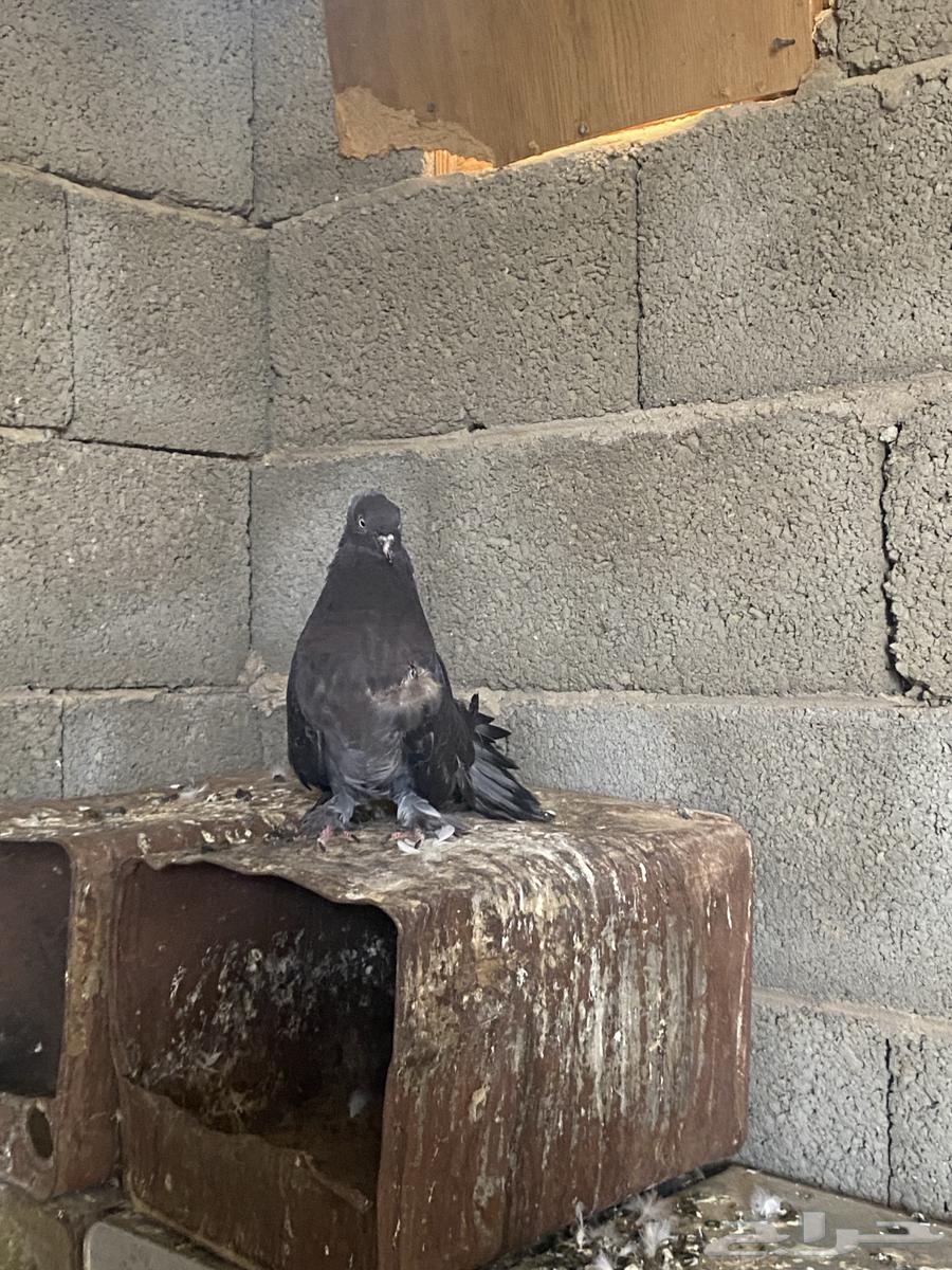 Dancing pigeon pair64392717575043113