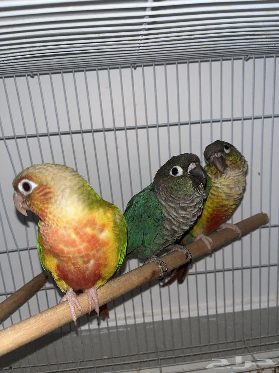 للبيع كنيور64399271985026110