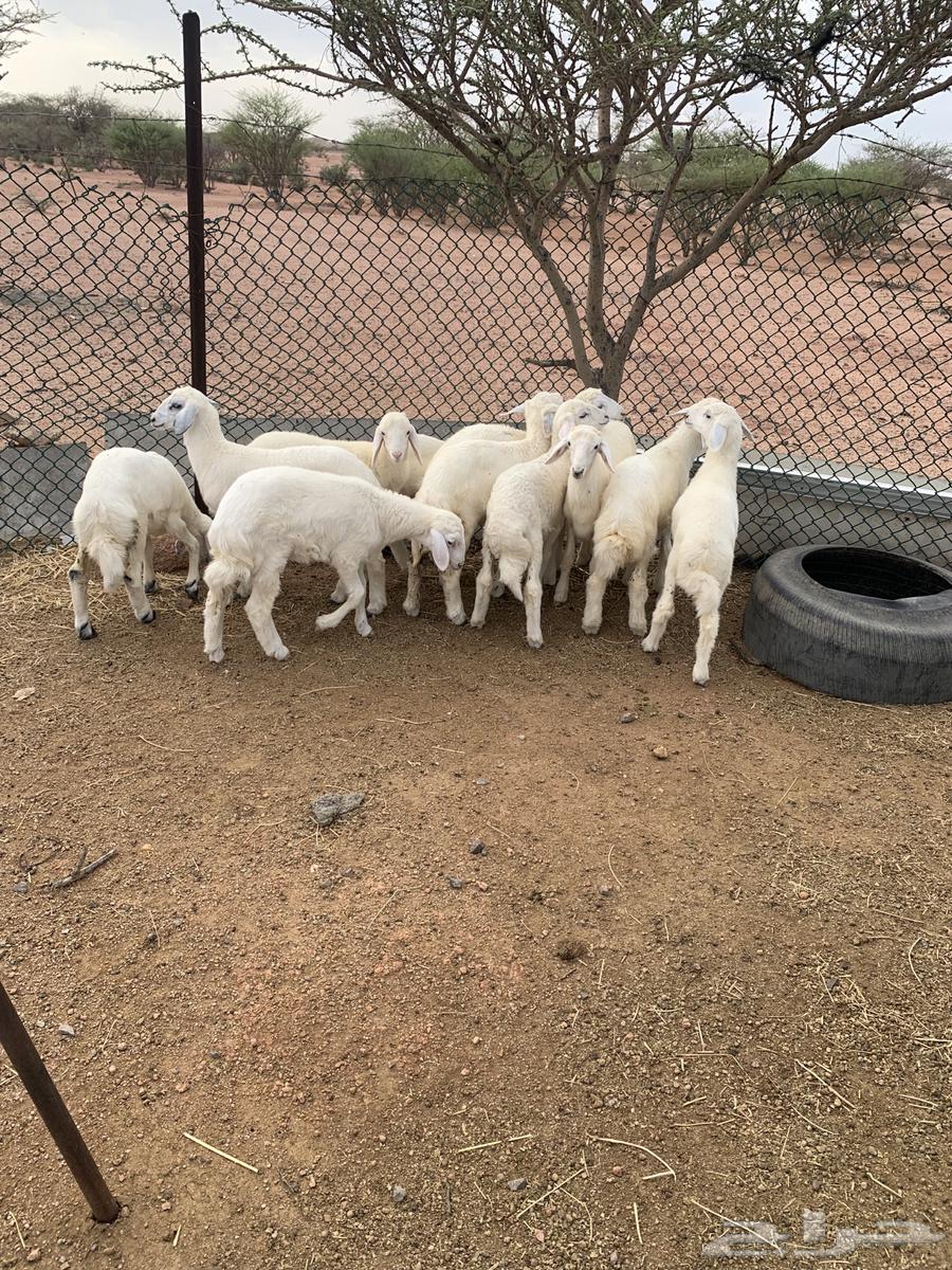 بهم تربيه للبيع64400356509313111